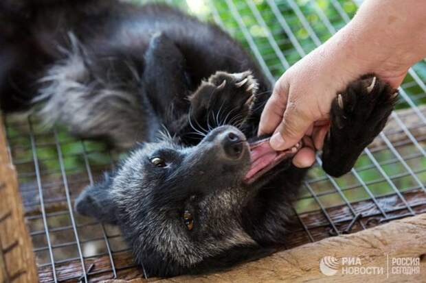 Новосибирские ученые уверены, что одомашнить можно практически любых животных