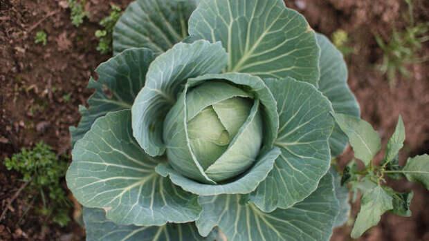 Секретный ингредиент марта: как вырастить капусту-гиганта весом в 5 килограммов