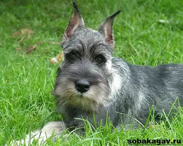 Миттельшнауцер собака. Описание, особенности, уход и цена миттельшнауцера