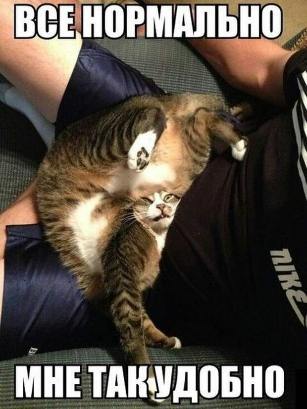 Картинки котяр с смешными надписями (34 фото) картинки, коты, юмор