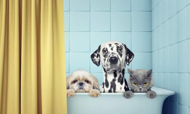 Кого выбрать в качестве питомца — девочку или мальчика? Полная инструкция от ветеринара