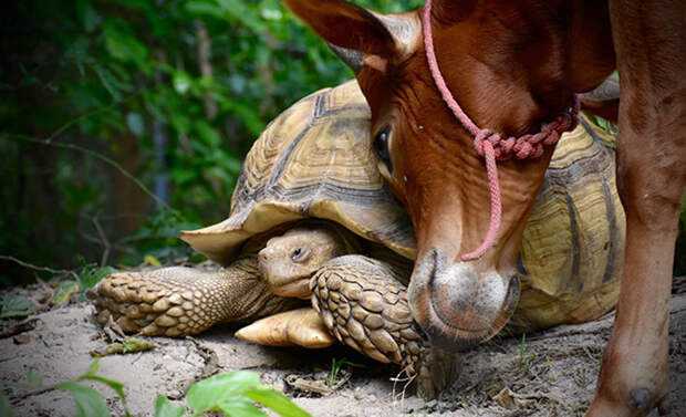 Необычная дружба между гигантской черепахой и трехногим теленком