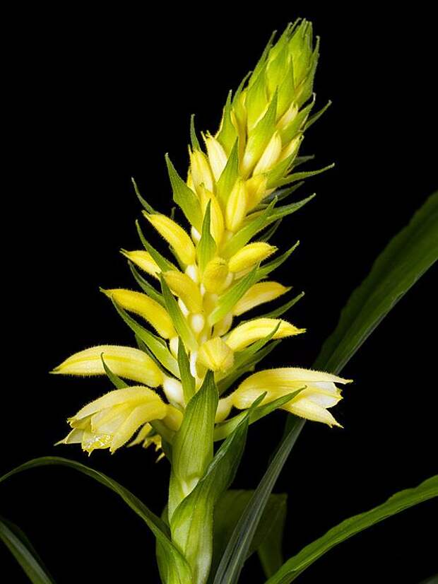 Орхидея рода неувидия ( Neuwiedia)