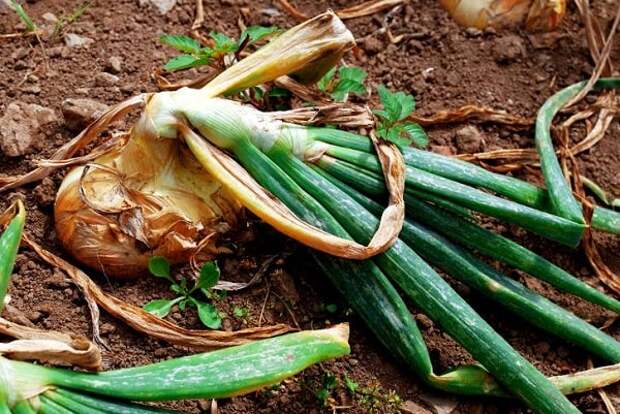 Лук, поражённый луковой мухой