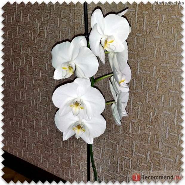 Цветущие орхидеи фото
