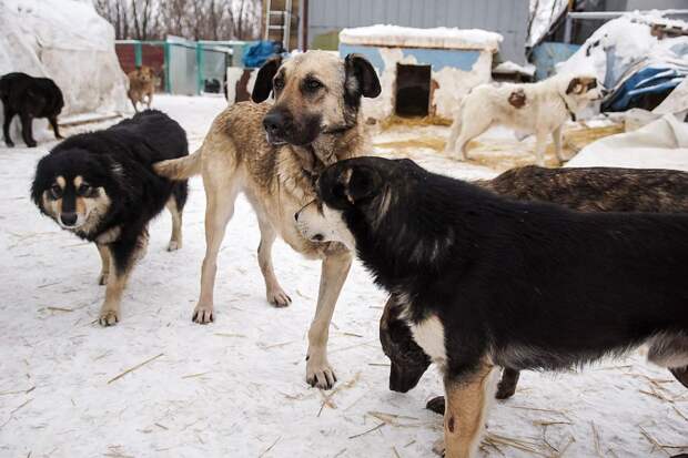 Собаки из приюта ждут добрых и заботливых хозяев Фото: Светлана МАКОВЕЕВА