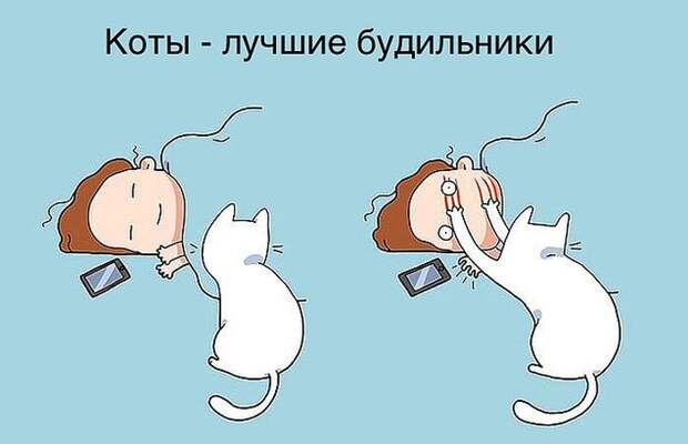 Проблемы жизни с котом в забавном комиксе (33 картинки)