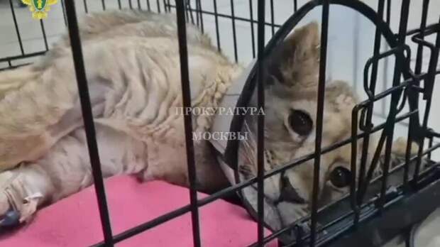 Прокуратура начала проверку из-за искалеченного львенка в Москва-Сити