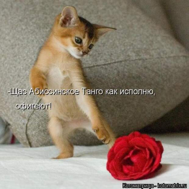 Новая котоматрица для всех (34 фото)