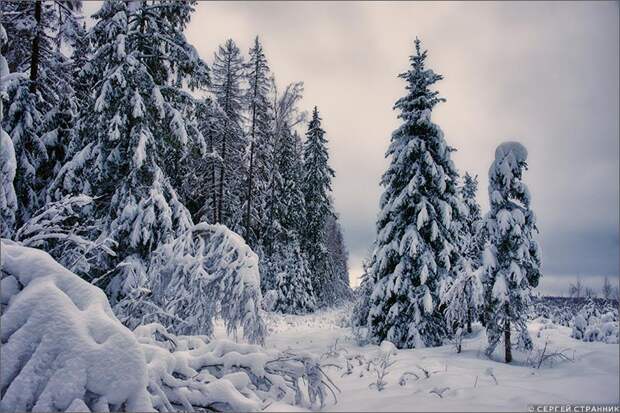 Фото Гжель Опушка леса зимой