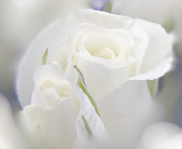 фото белых роз