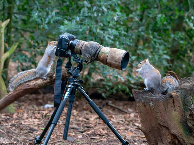 Животные, которые неравнодушны к фотосъёмке