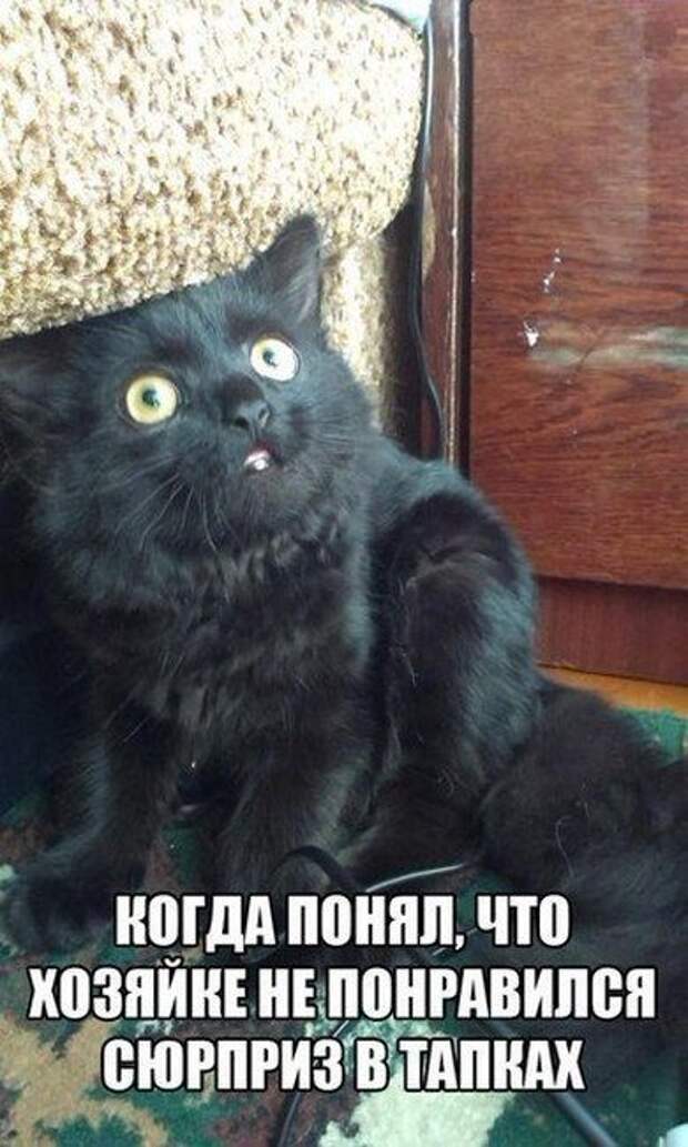 Прикольные картинки