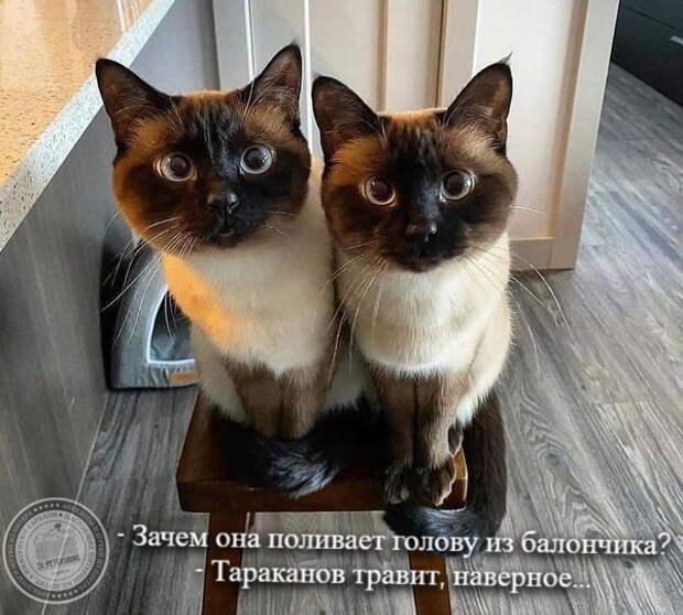 Тараканы в голове