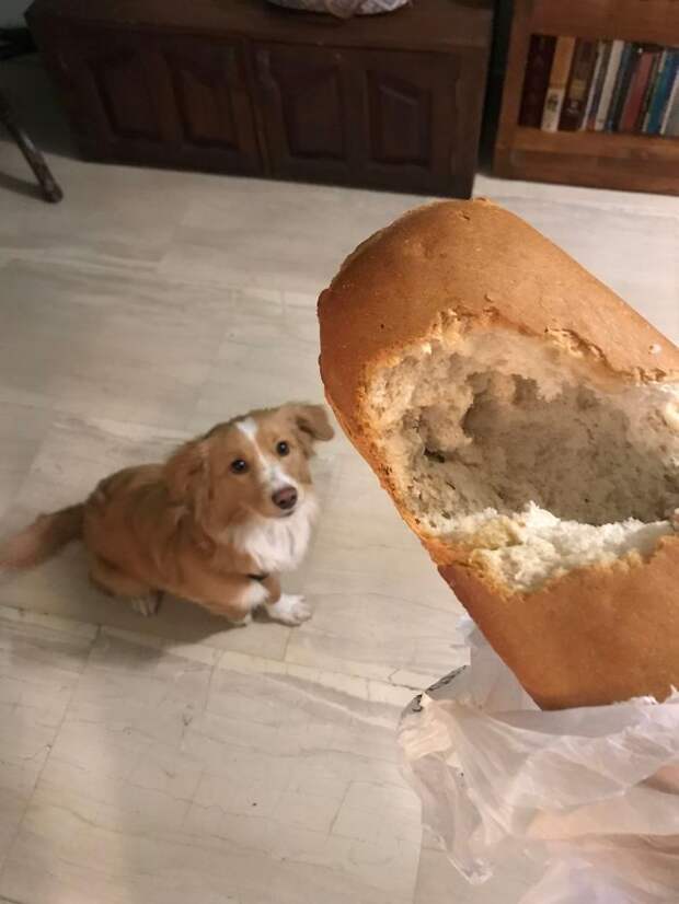 собака, булка