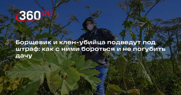 Эколог Баташев объяснил, как бороться с борщевиком и американским кленом