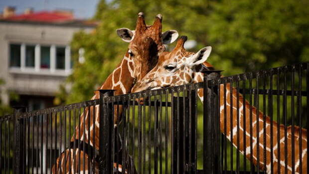 zooparkov