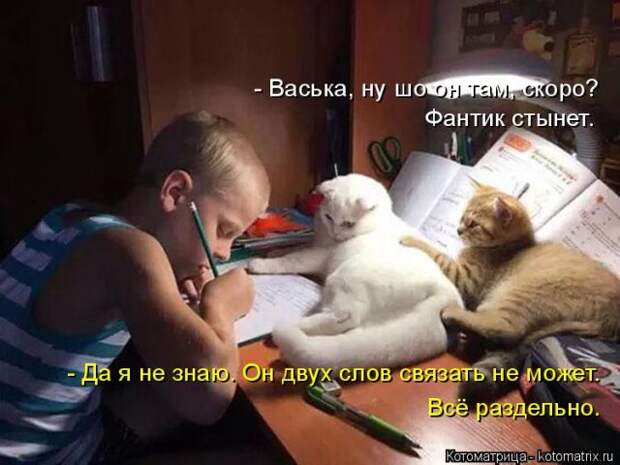 Лучшие котоматрицы недели (50 фото)