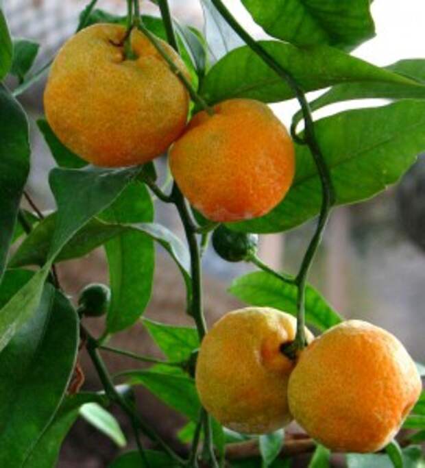 Гибрид лимона как называется. Каламондин гибриды цитрусовых. Чиронья цитрус. Минеола дерево. Гибрид мандарина и цитрона.