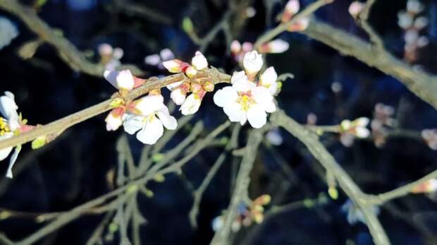 Март на Кубани бьёт рекорды! Тепло задержится на юге России до конца недели