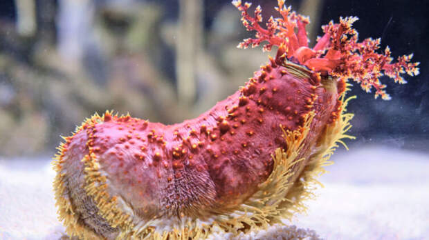 Подводный мир планеты. Что такое морской огурец?