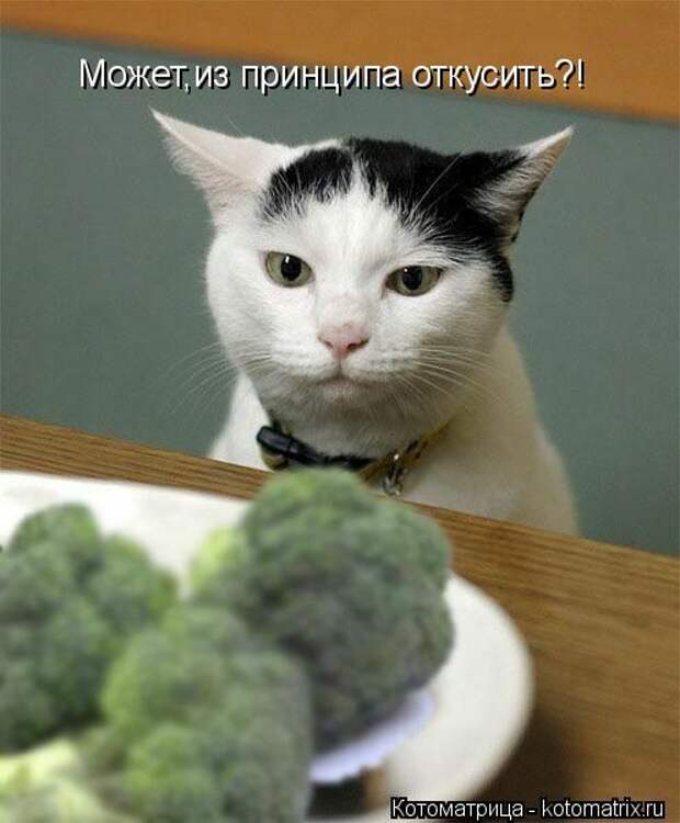 Котоматрицы(картинки с надписями)