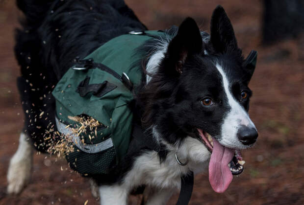 Как собаки помогают восстанавливать чилийские леса