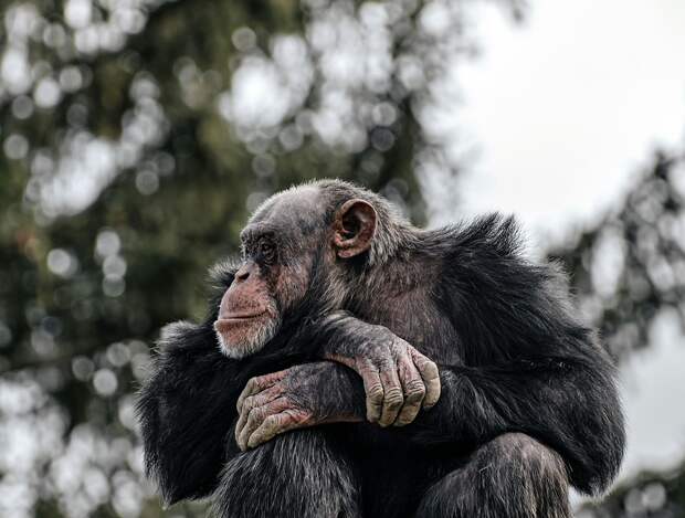 В Уганде между двумя группами шимпанзе идёт «гражданская война»