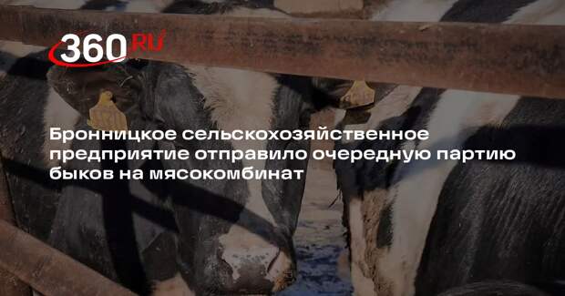 ООО «Бронницкий» расширяет производство и увеличивает поголовье скота