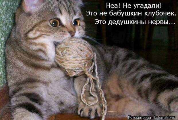Забавные животные (50 фото)