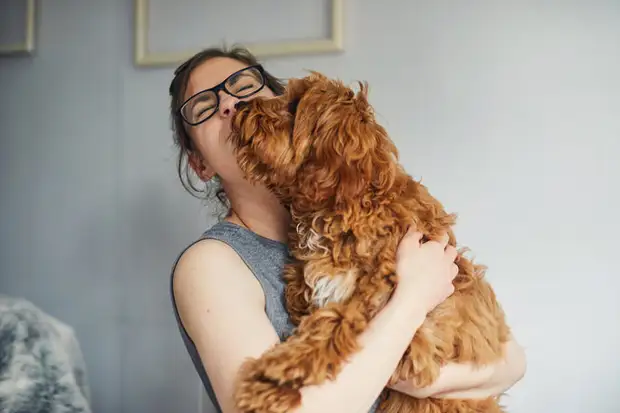 Язык жестов: как ваша собака говорит, что любит вас