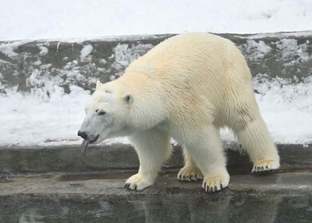 Японский зоопарк хочет обменять капибар на белого медведя или леопарда из России