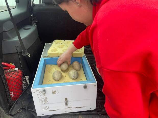 Зоопарк Удмуртии отправил яйца с эмбрионами японских журавлей в Амурскую область