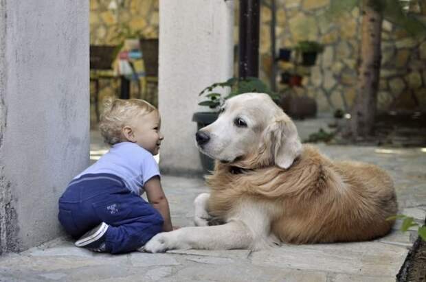 Лабрадоры — дружелюбные собаки-компаньоны, которые способны терпеть очень многие детские шалости. © newdoggy    