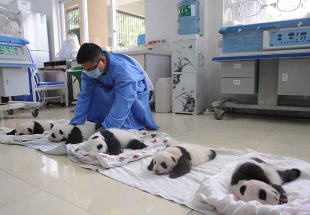 Умиляющее зрелище — милые маленькие медвежата панды в корзинках