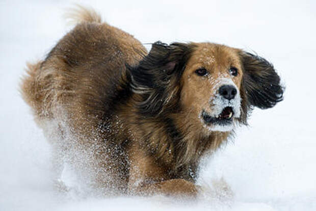 Запах страха: как собака понимает, что человек испугался, рассказал кинолог