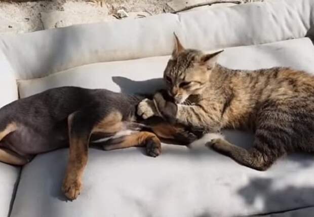 Кот играет со щенком Кот и щенок