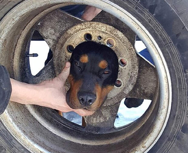 Спасение застрявшего в автомобильном колесе щенка