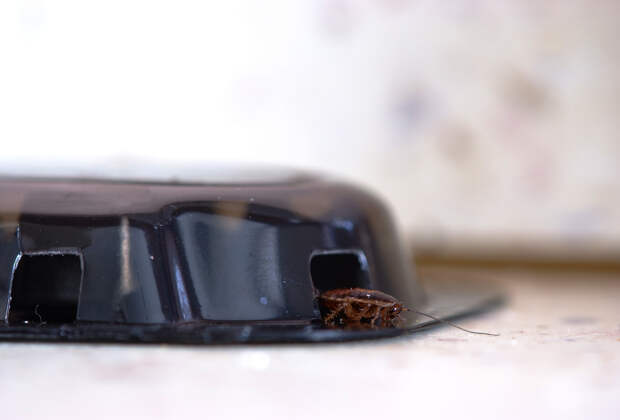 Россиянам назвали способы избавиться от соседских тараканов