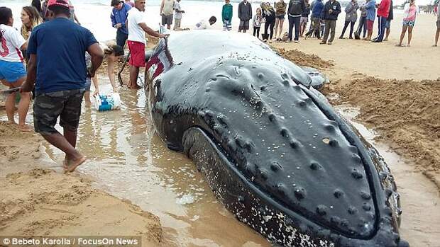 В Рио-де-Жанейро сотни добровольцев всю ночь спасали детеныша горбатого кита