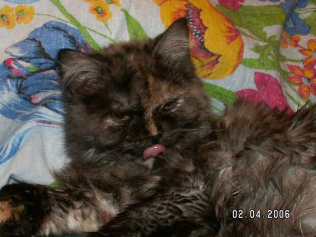 Фото из личного архива. На фото кошка Нафаня, подобрана в 2003 году. 
