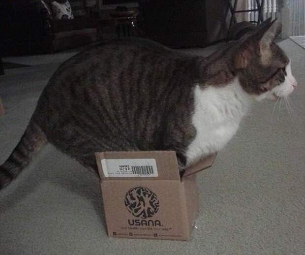 Все равно влез! животные, коты, смешно, фото