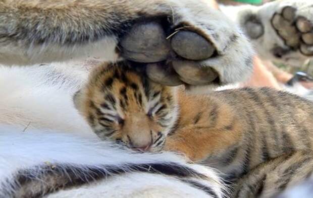 В Крыму родились четыре редких амурских тигренка
