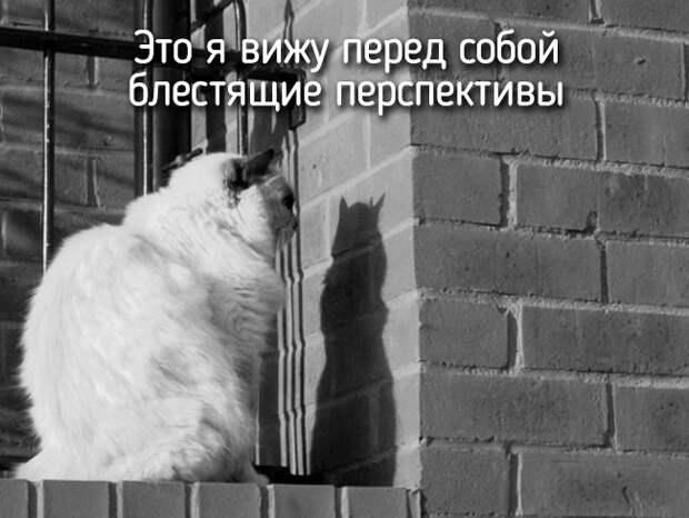 Не отличить даже при ближайшем рассмотрении — 20 животных, которые ведут себя совсем как я! Не отличить даже при ближайшем рассмотрении — 20 животных, которые ведут себя совсем как я!