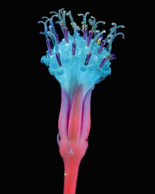 цветы флуоресценция, цветы в ультрафиолете, флуоресценция цветов, Крейг Берроуз