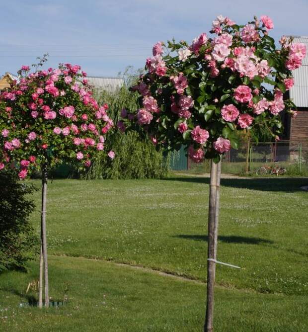 Выращивание штамбовых роз - дело непростое, но очень интересное