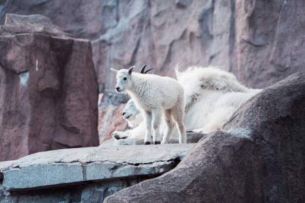В Московском зоопарке родился снежный козленок