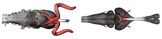 Нерв с запасом