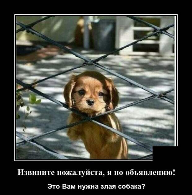 demotivatory-demotivator-smeshnye-demotivatory-demotivator-so-smyslom