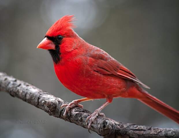 Красный кардинал животные, красные животные, природа, цвет